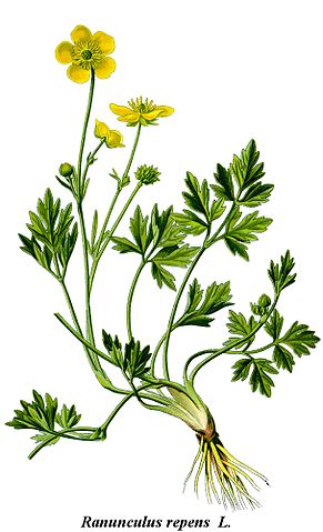 Ranunculus repens